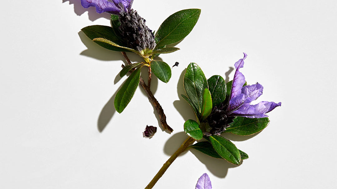 Bakuchiol: The natural alternative to retinol