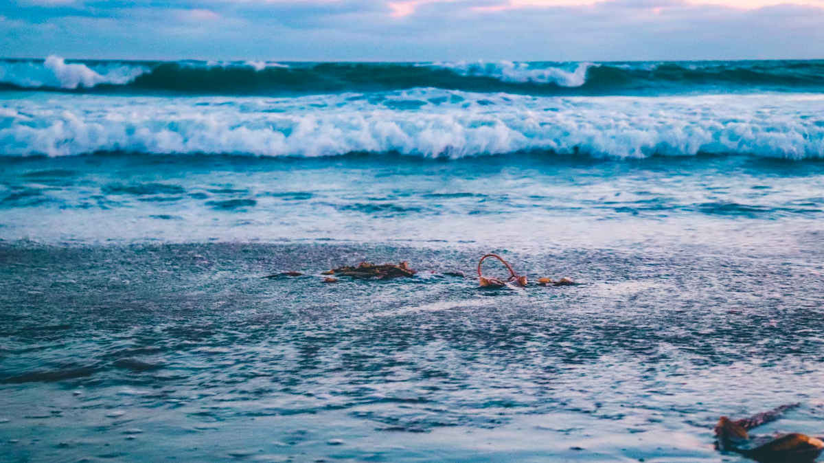 Ocean Skin Care: Kelp & Algae Benefits for Your Skin